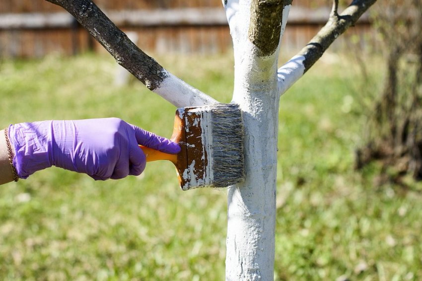 Побілка стовбура яблуні Побілка стовбура яблуні