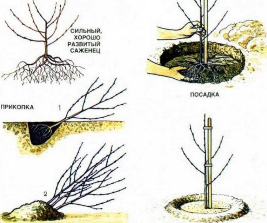 Посадка яблуні
