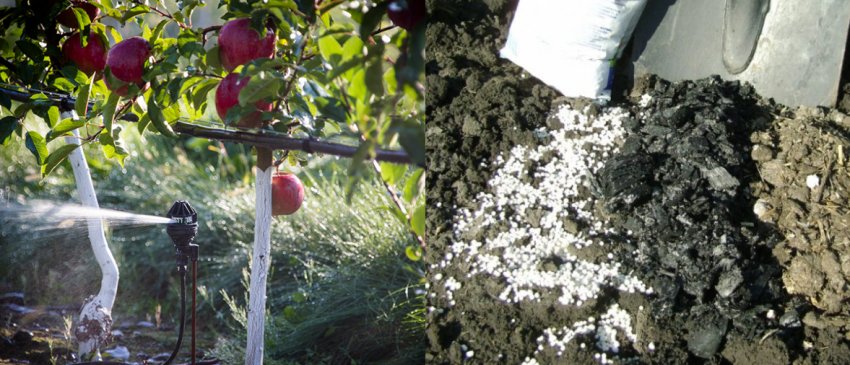 Полив і підгодівля яблуні Полив і підгодівля яблуні