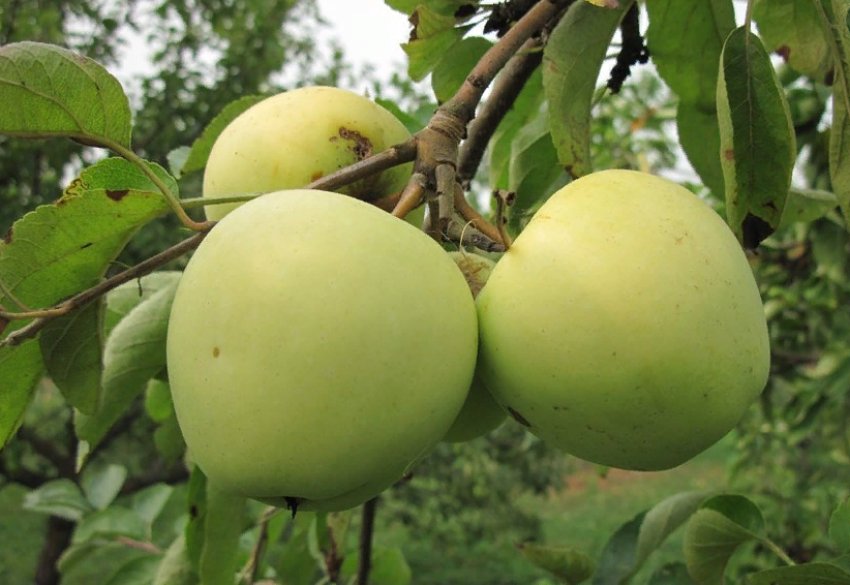 Яблуня Аркад Бірюкова