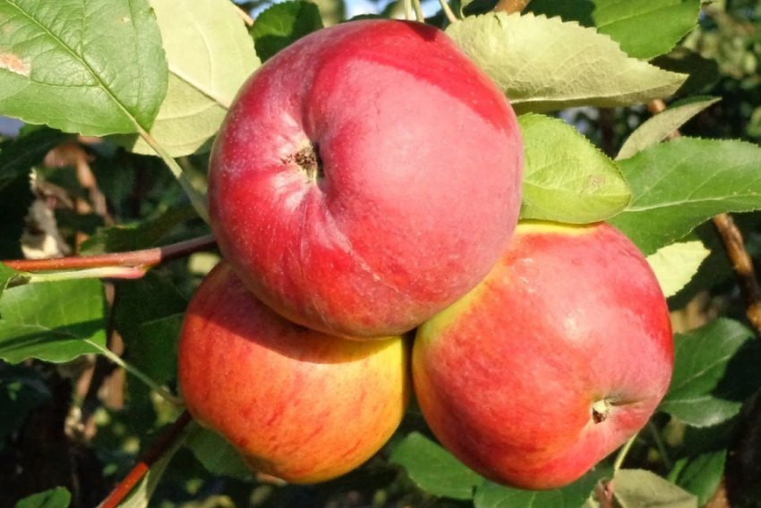 Яблуня Аркаїм