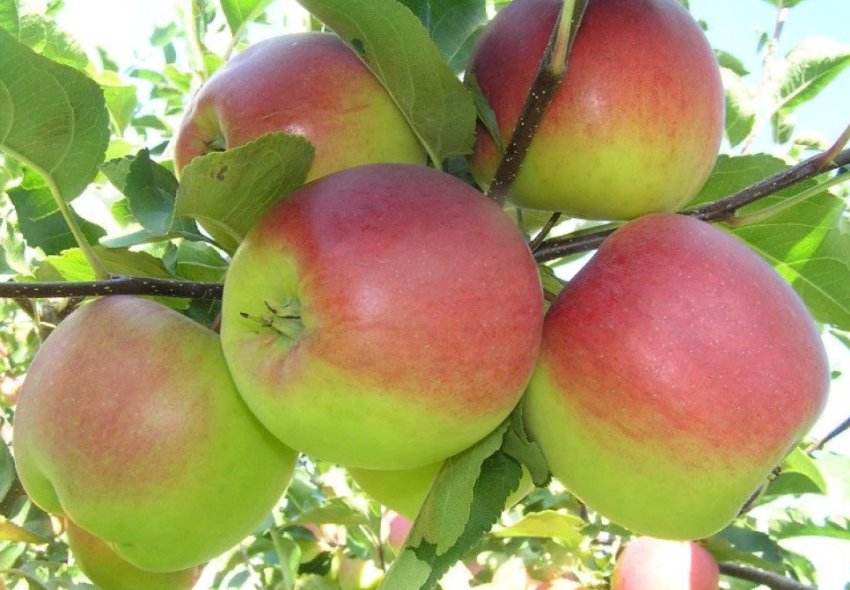 Яблуня Башкирська красуня