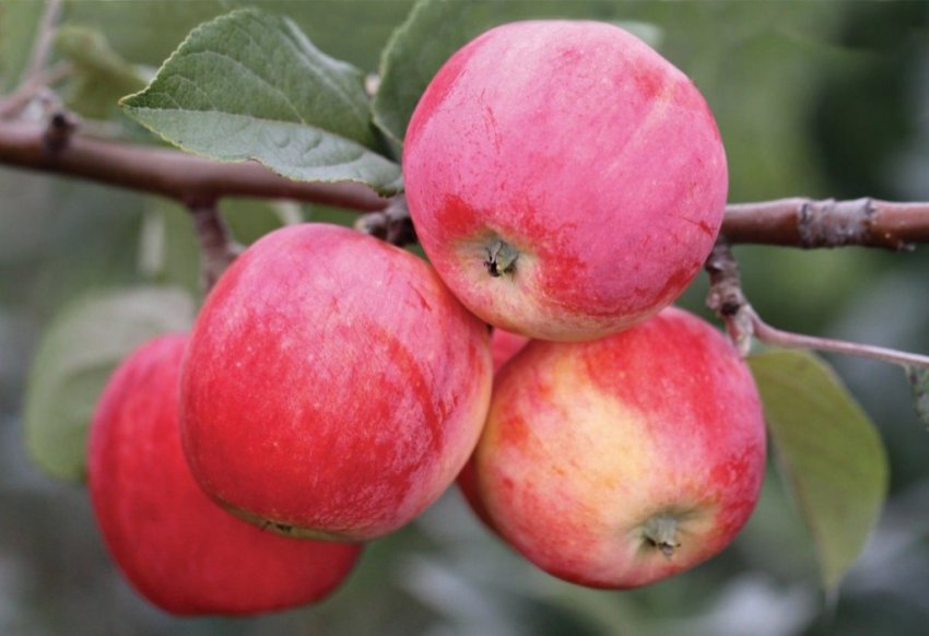 Яблуня Сурмач