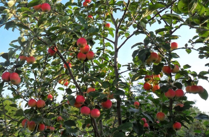 Яблуня Горноалтайское