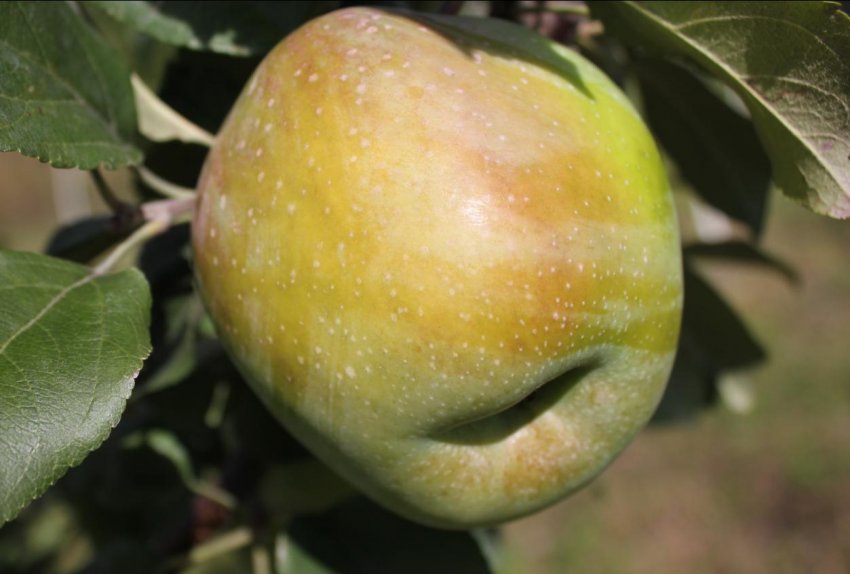 Яблуня сорту Народне