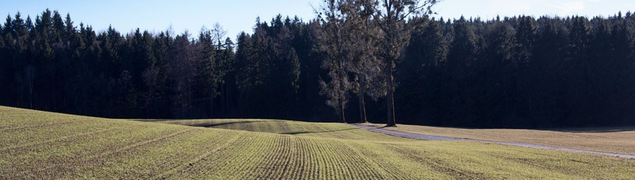 Схожість озимих у Дніпропетровській області досягла майже 100%