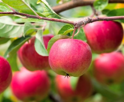 Які сорти яблуні краще садити на Уралі?