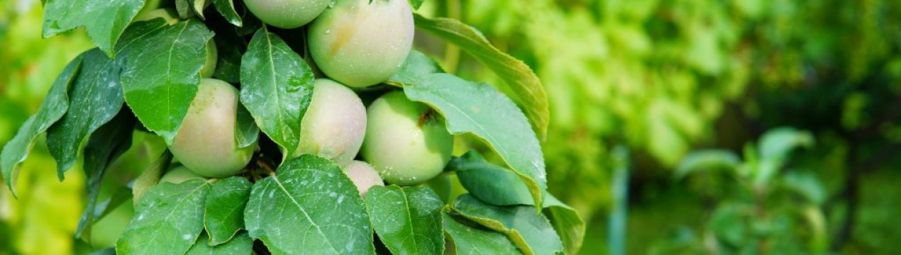 Сорт яблуні Малюха: характеристика та особливості вирощування