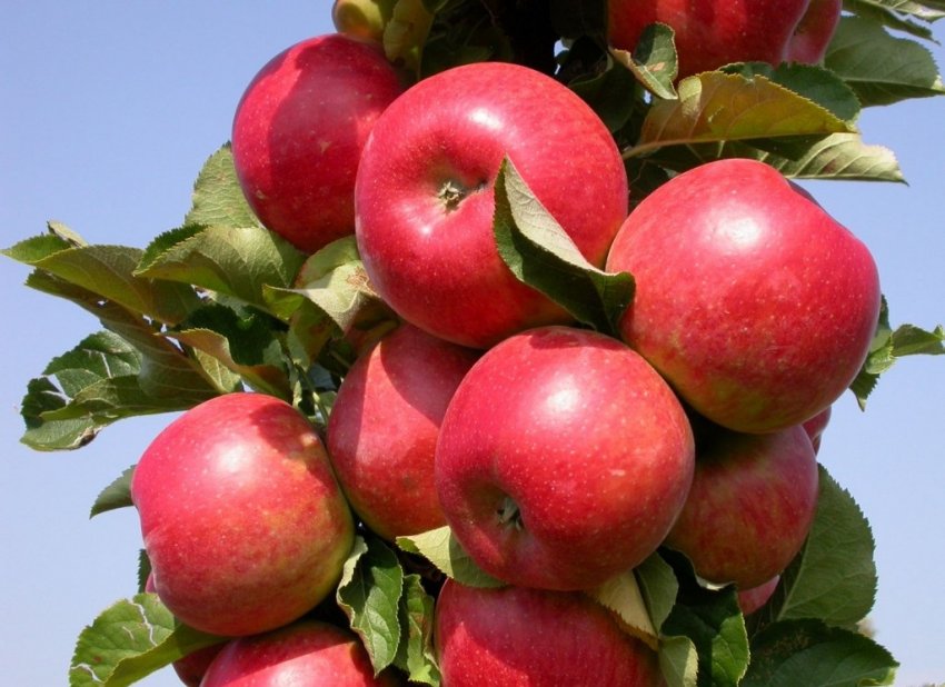 Урожай яблони Арбат