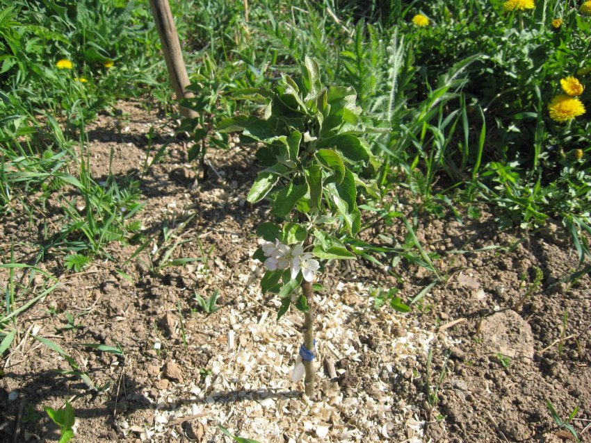 Саджанець колоновидної яблуні Саджанець колоновидної яблуні