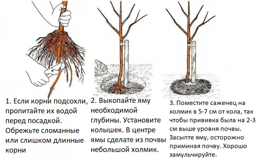Як посадити яблуню Як посадити яблуню