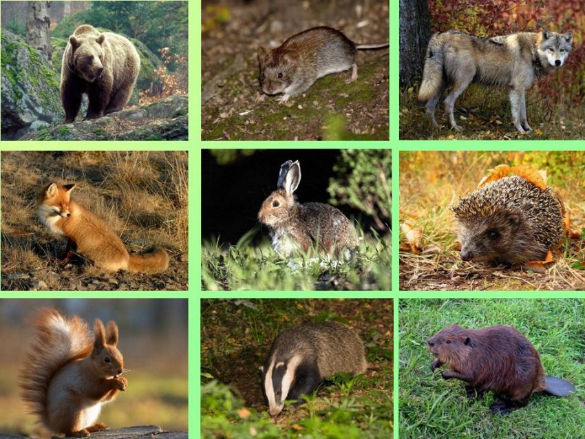 В Запорізькій області разом з гризунами отруїли птахів і тварин