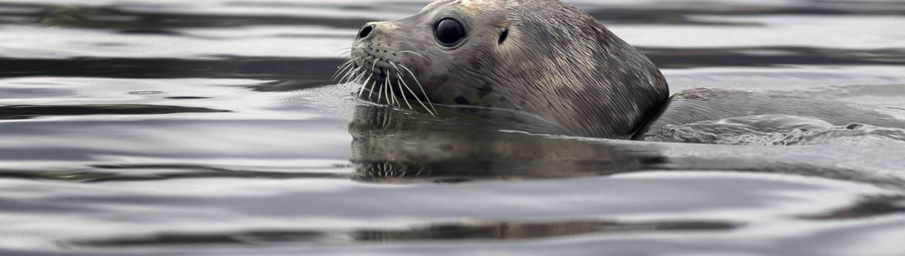 Магаданские м'ясники відправляють тюленів на ковбасний конвеєр