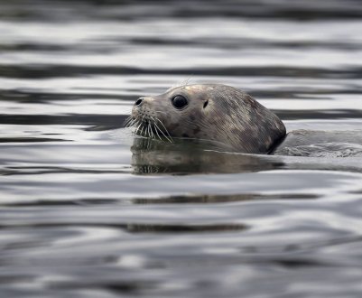 Магаданские м'ясники відправляють тюленів на ковбасний конвеєр