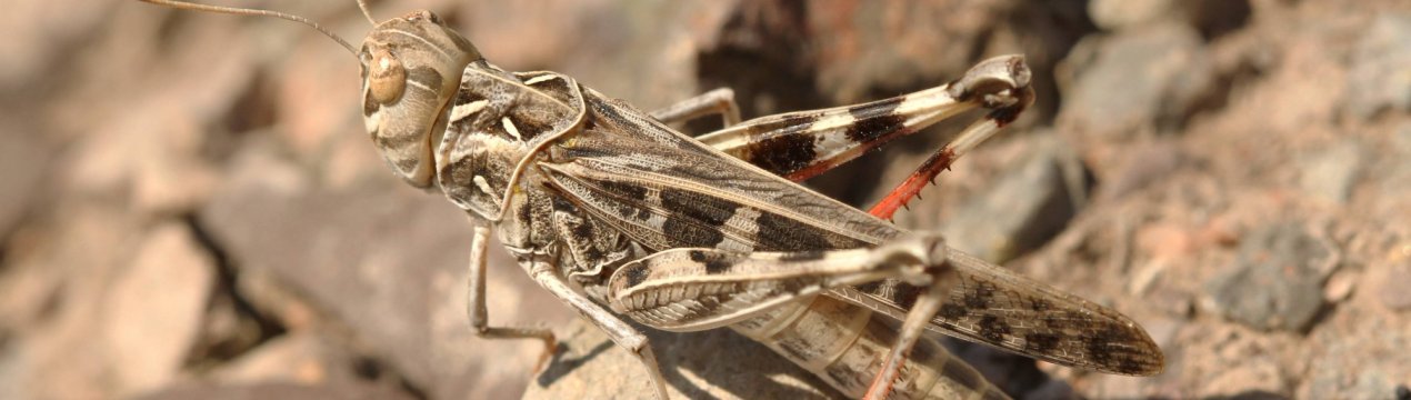 Росія безжально спопелила білоруських цвіркунів