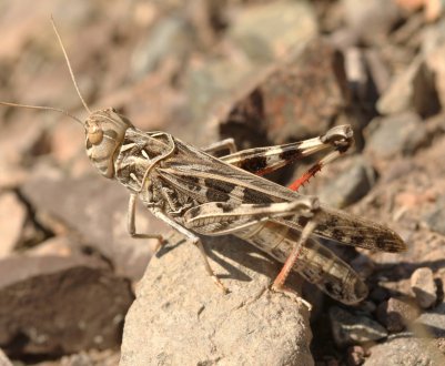 Росія безжально спопелила білоруських цвіркунів