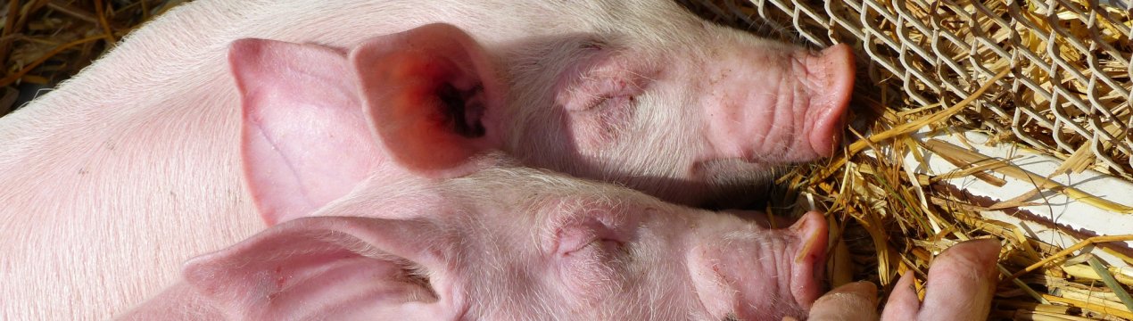 Повторення — мати мученья: в Ростов знову прийшла свиняча чума