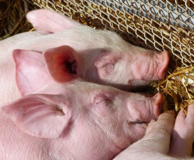 Повторення — мати мученья: в Ростов знову прийшла свиняча чума