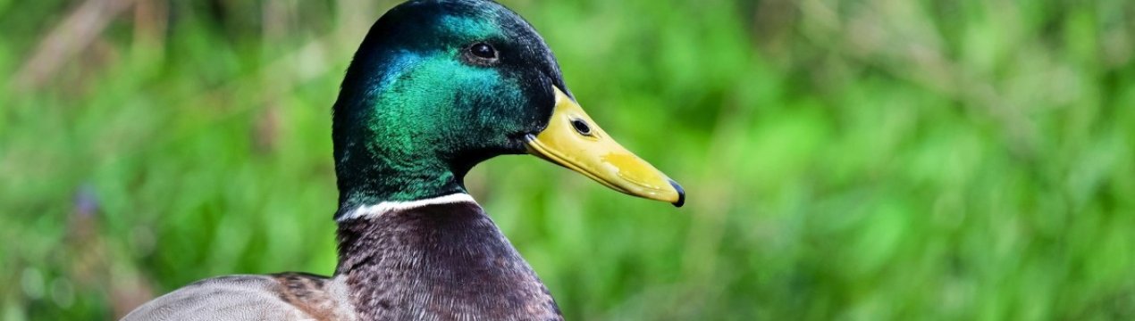 Як побудувати сарай для качки своїми руками