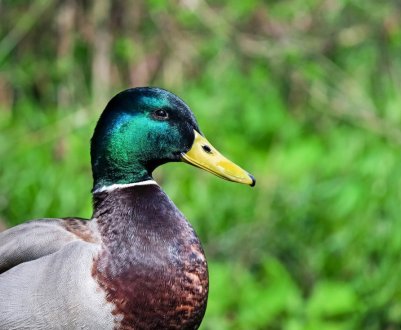 Як побудувати сарай для качки своїми руками