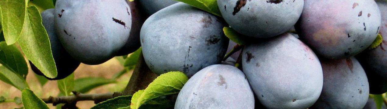 Опис і характеристика сорти сливи Ненька