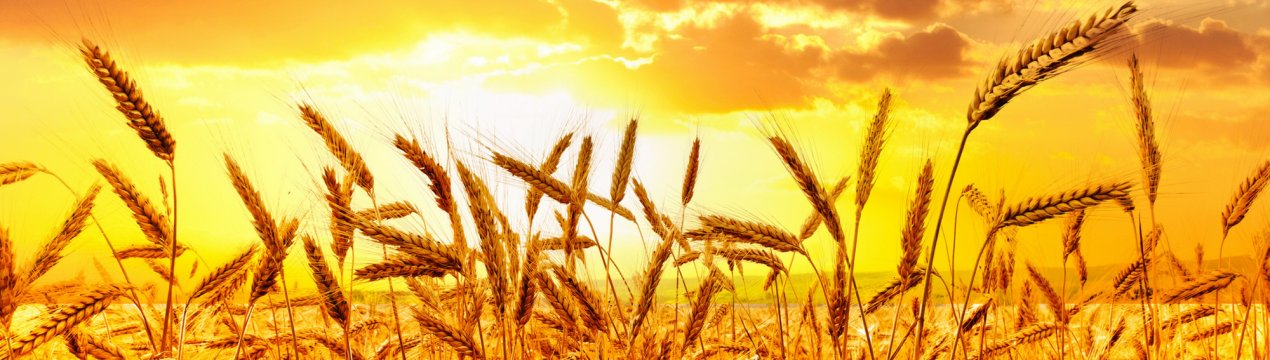 Уряд Канади інвестує пшеничне промисловість