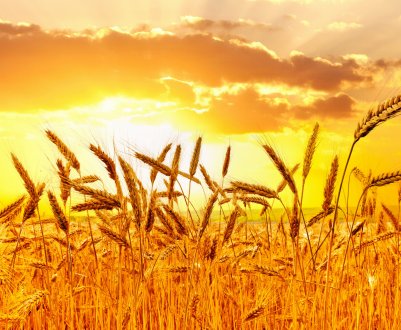 Уряд Канади інвестує пшеничне промисловість