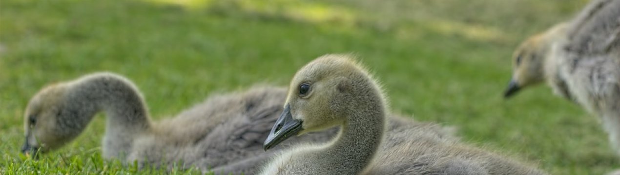 Врятувати українське село можуть гуси
