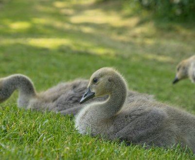 Врятувати українське село можуть гуси