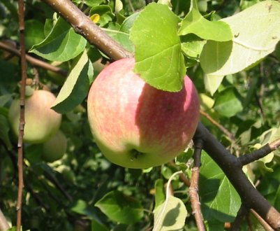 Сорт яблуні Витязь: характеристика та особливості вирощування