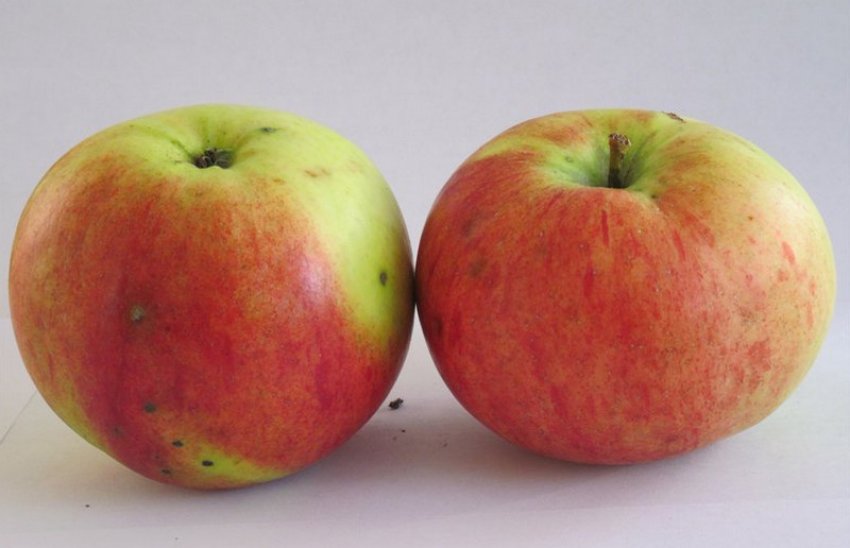 Яблуня сорту Вітязь Яблуня сорту Вітязь