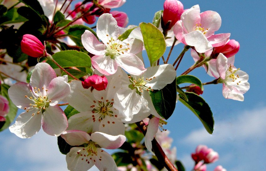 Цвітіння яблуні Цвітіння яблуні