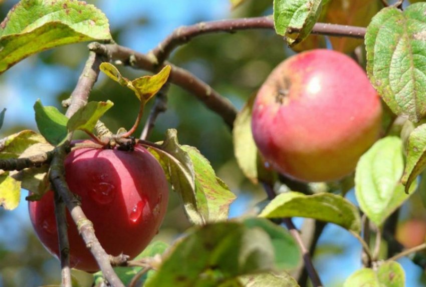 Яблуня сорту Вітязь Яблуня сорту Вітязь