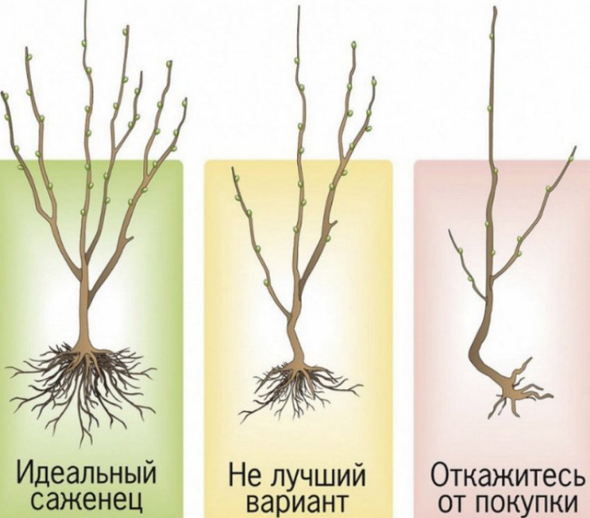 Саджанці Саджанці