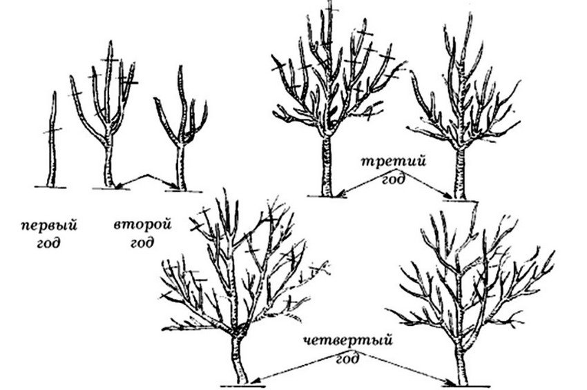Обрізка яблуні Обрізка яблуні