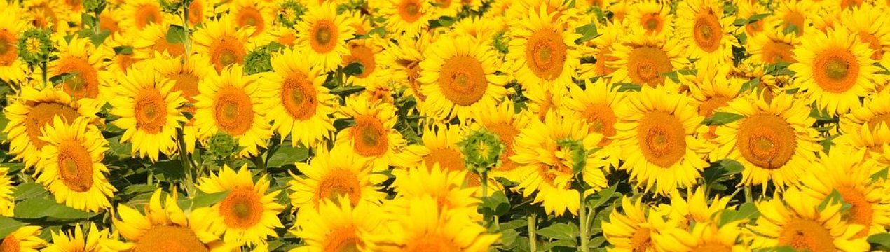 Вирощування високоолеінового соняшнику більш рентабельно при посусі