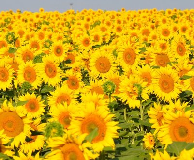 Вирощування високоолеінового соняшнику більш рентабельно при посусі