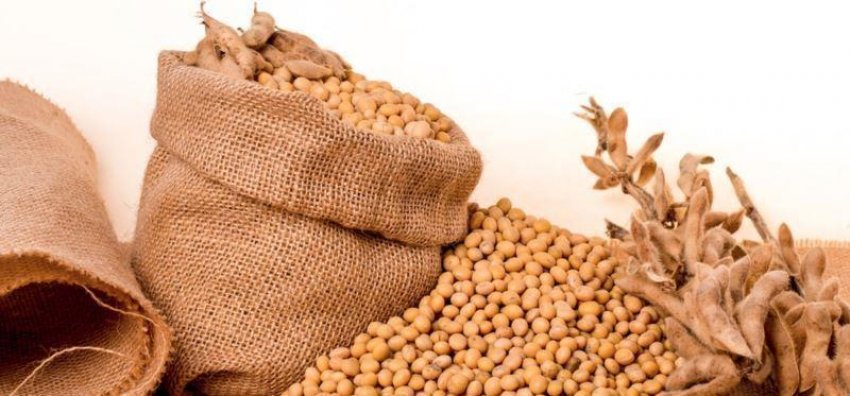 Китай робить другу велику закупівлю американської сої Китай робить другу велику закупівлю американської сої