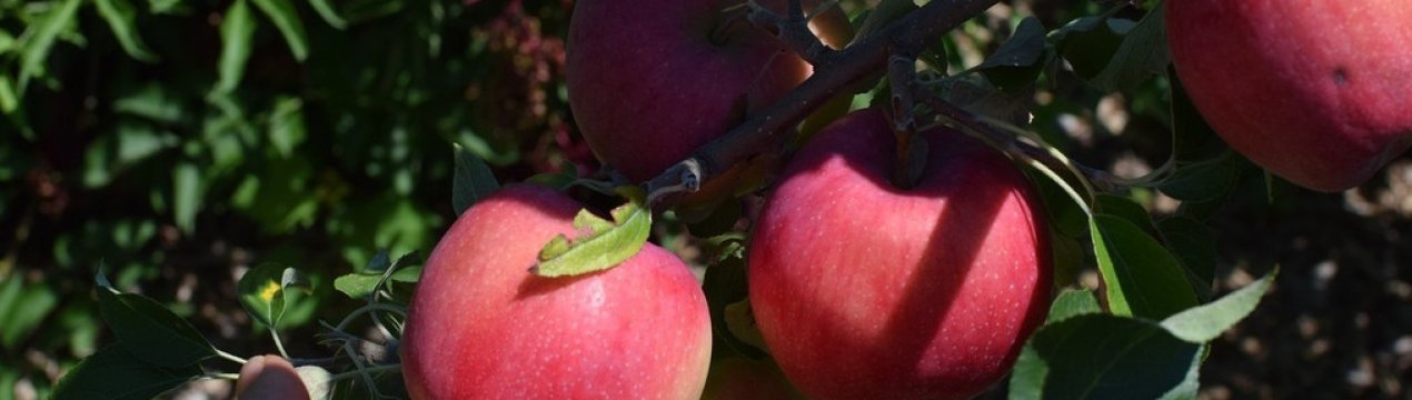 Характеристика та особливості вирощування яблуні сорту Вільямс Прайд