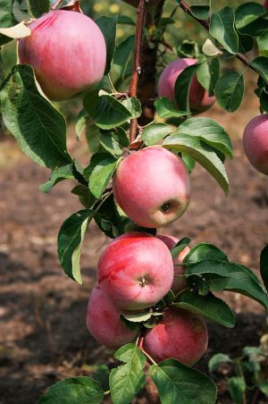 Сорт яблук Вільямс Прайд Сорт яблук Вільямс Прайд