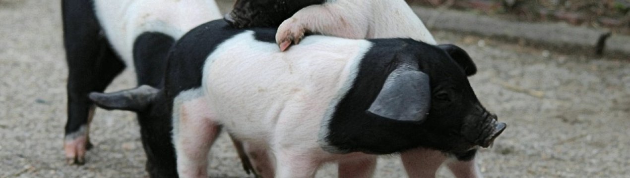 Свинарі України несуть мільйонні збитки від АЧС