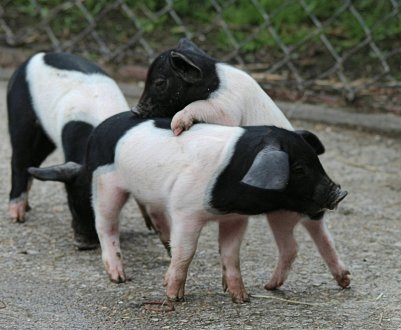 Свинарі України несуть мільйонні збитки від АЧС