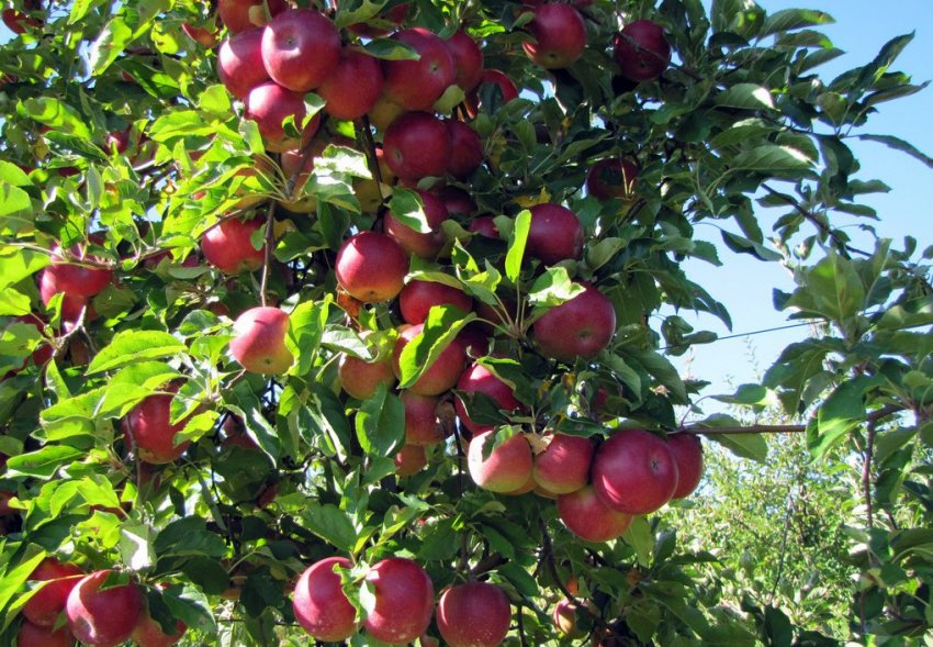 Вільямс Прайд яблуня Вільямс Прайд яблуня