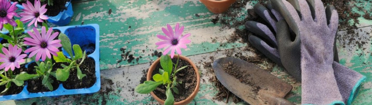 Місячний календар квітникаря на листопад 2019 року