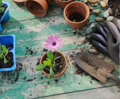 Місячний календар квітникаря на листопад 2019 року