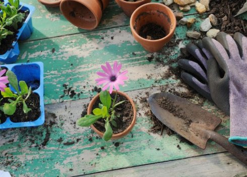 Місячний календар квітникаря на листопад 2019 року