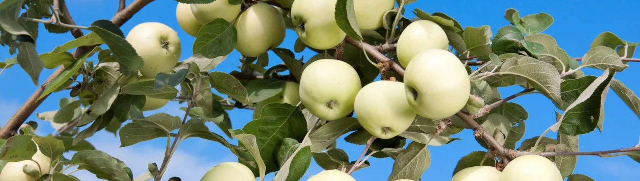 Сорт яблони Белый налив : характеристика и особенности выращивания