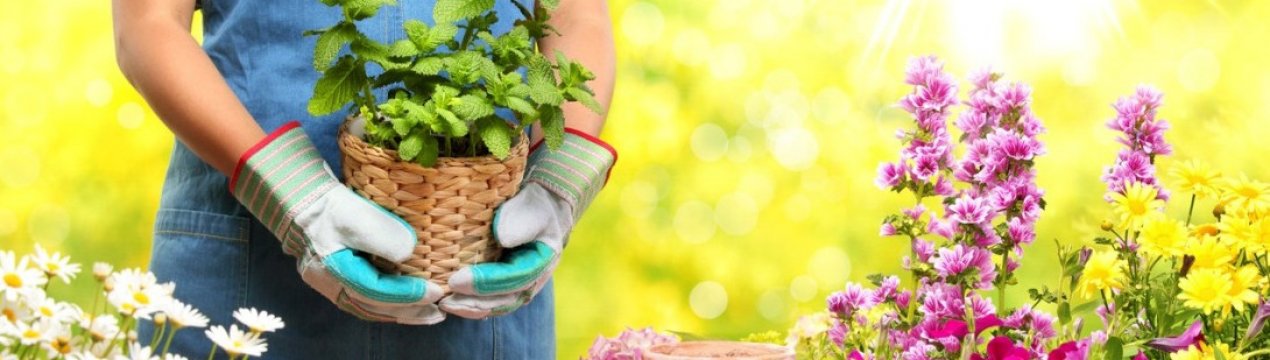 Місячний календар квітникаря на січень 2019 року