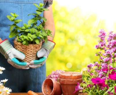 Місячний календар квітникаря на січень 2019 року