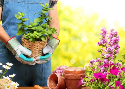 Місячний календар квітникаря на січень 2019 року